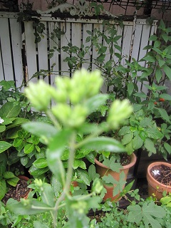 c0152002_17454285.jpg