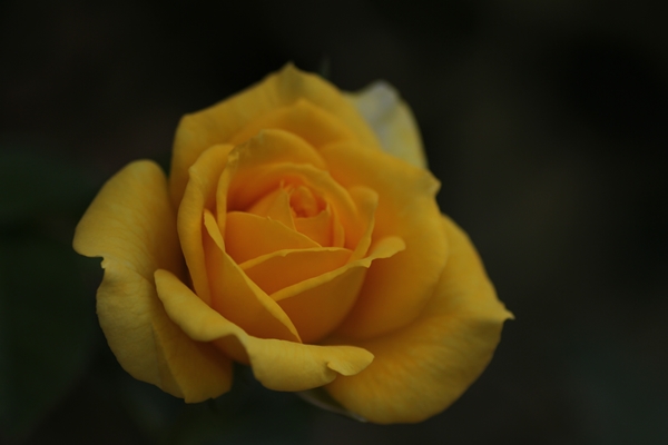 10月の府立植物園_c0228404_10617.jpg