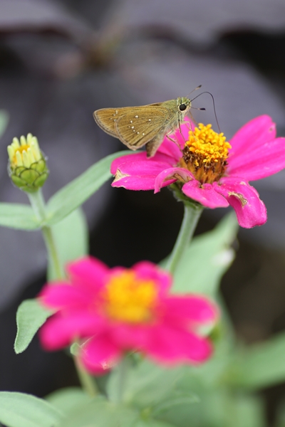 10月の府立植物園_c0228404_114438.jpg