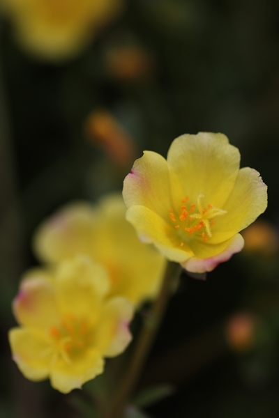 10月の府立植物園_c0228404_1152795.jpg