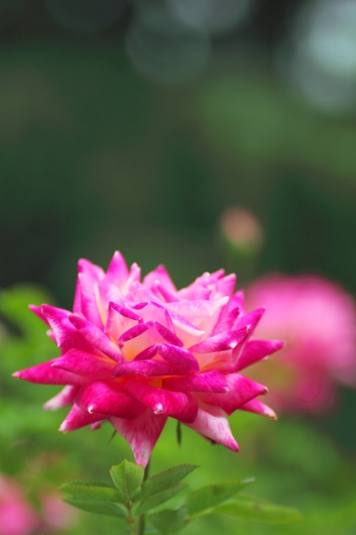 10月の府立植物園_c0228404_1155880.jpg