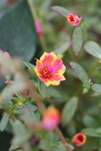 10月の府立植物園_c0228404_1264240.jpg