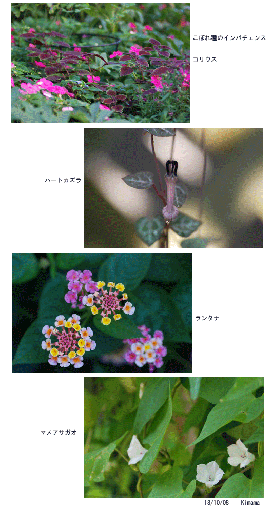 秋の花、 サンシャイン劇場の「晩餐」鑑賞_c0051105_1049066.gif