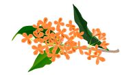秋の花、 サンシャイン劇場の「晩餐」鑑賞_c0051105_10535220.jpg
