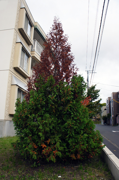 先枯れ_f0160407_4433728.jpg