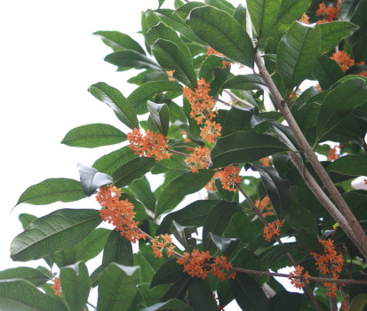 b0129008_2057264.jpg