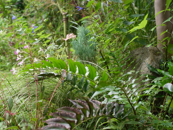 アキカラマツと庭風景_e0276411_0195818.jpg