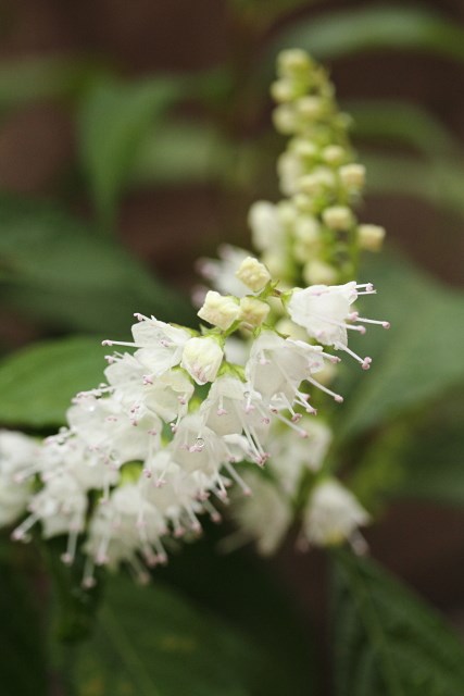 霜柱の花 四季折々 霜柱の花 四季折々