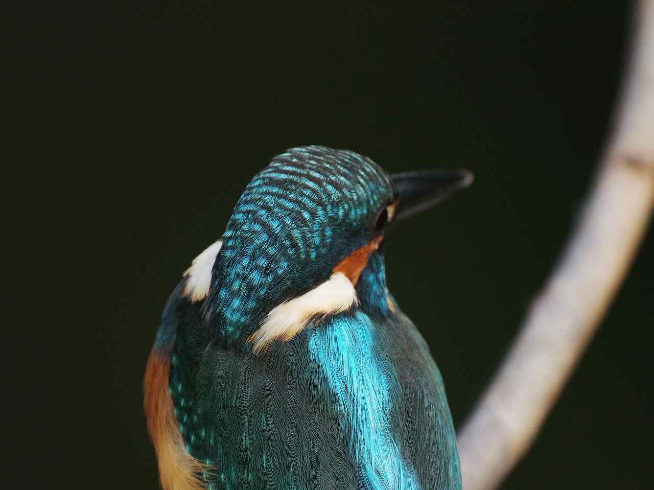 カワセミ、今日も至近まで来ました（高解像画像(9)）_e0293921_22143486.jpg