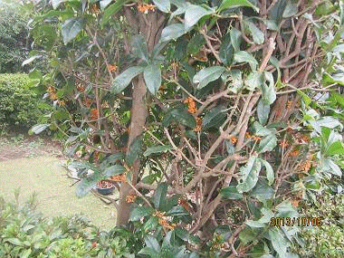 d0065324_0152717.gif