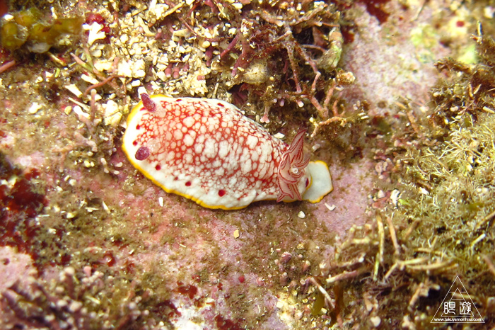 352 島根町 ~やっぱり島根の海もすごい~_c0211532_17224341.jpg