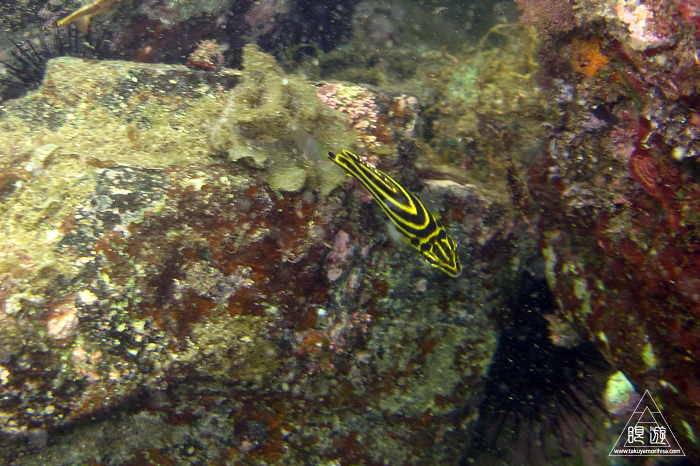 352 島根町 ~やっぱり島根の海もすごい~_c0211532_17252465.jpg