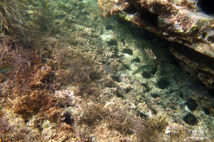 352 島根町 ~やっぱり島根の海もすごい~_c0211532_1728364.jpg