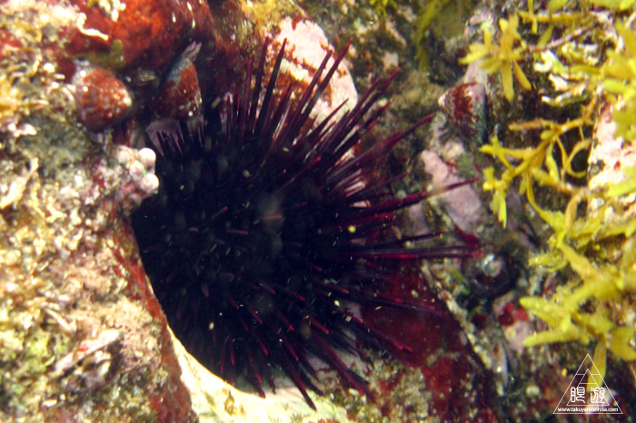 352 島根町 ~やっぱり島根の海もすごい~_c0211532_17284031.jpg