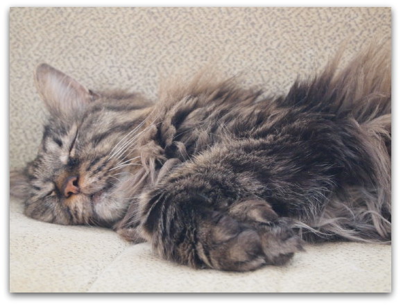 白い子猫が来た 幸運をよぶ猫の名前 たびねこ 白い子猫が来た 幸運をよぶ猫の名前 たびねこ