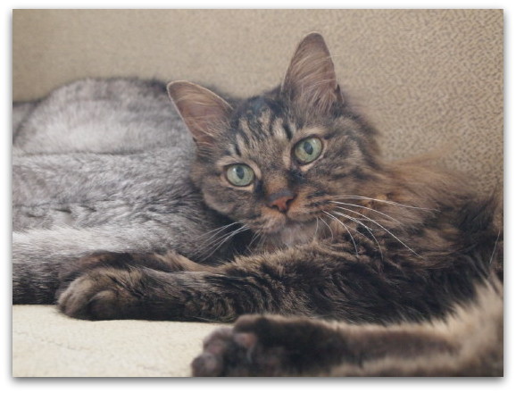 白い子猫が来た 幸運をよぶ猫の名前 たびねこ 白い子猫が来た 幸運をよぶ猫の名前 たびねこ