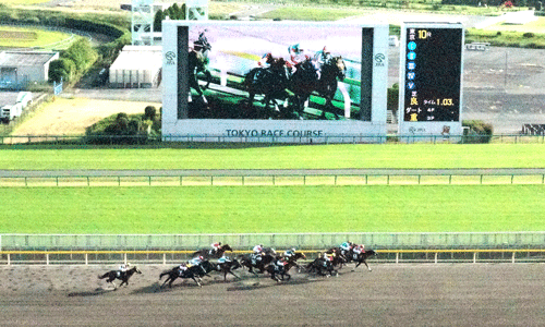 初めての東京競馬場　（2013/10/6）_b0048558_14361344.gif