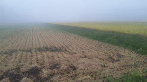 b0174462_13221240.gif
