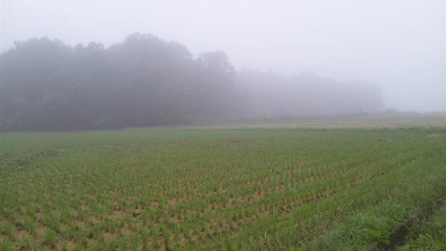 b0174462_13222931.gif