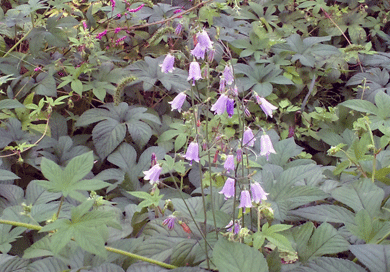 b0174462_13224941.gif