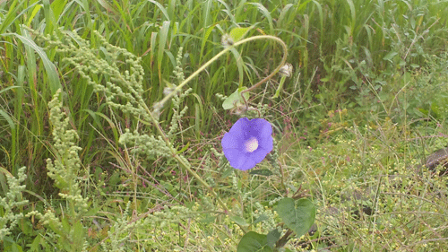 b0174462_1323444.gif