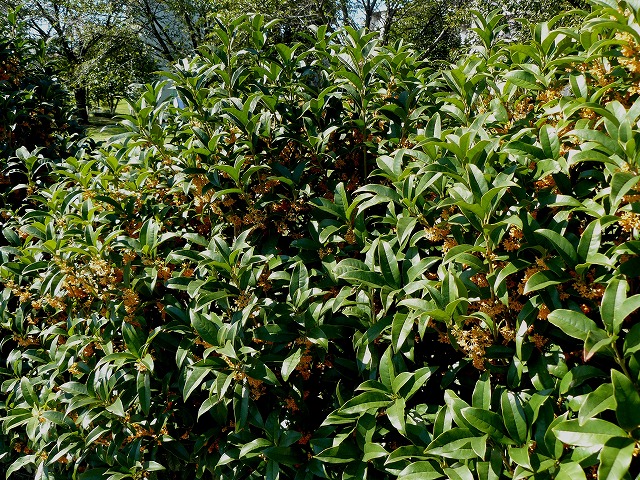 d0019074_8151691.jpg
