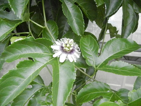 e0093679_5263458.png