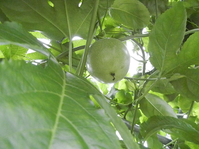 e0093679_5272827.png