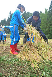 稲刈り体験(月光原小・西根小)_d0247484_15234736.jpg