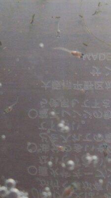 b0257093_23399.jpg