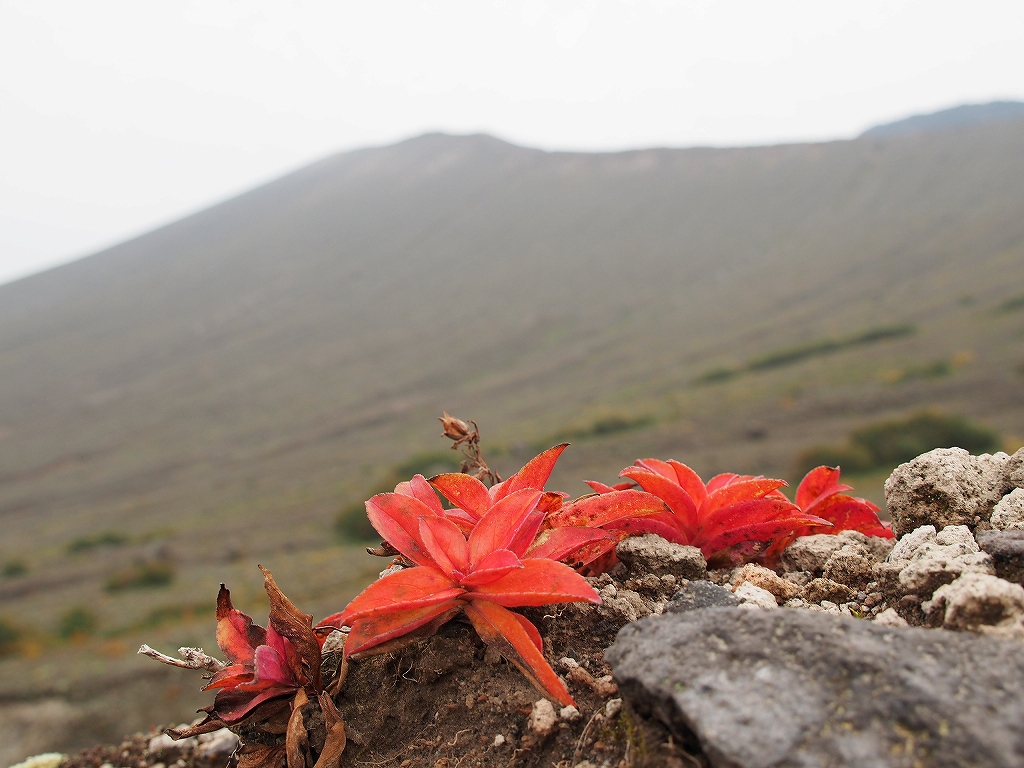 10月8日、紅葉の樽前山－その1－_f0138096_21283340.jpg