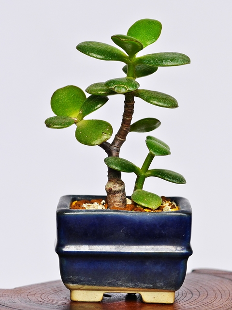 yubon-0319様専用金の成る木4本｜観葉植物 - その他多肉植物