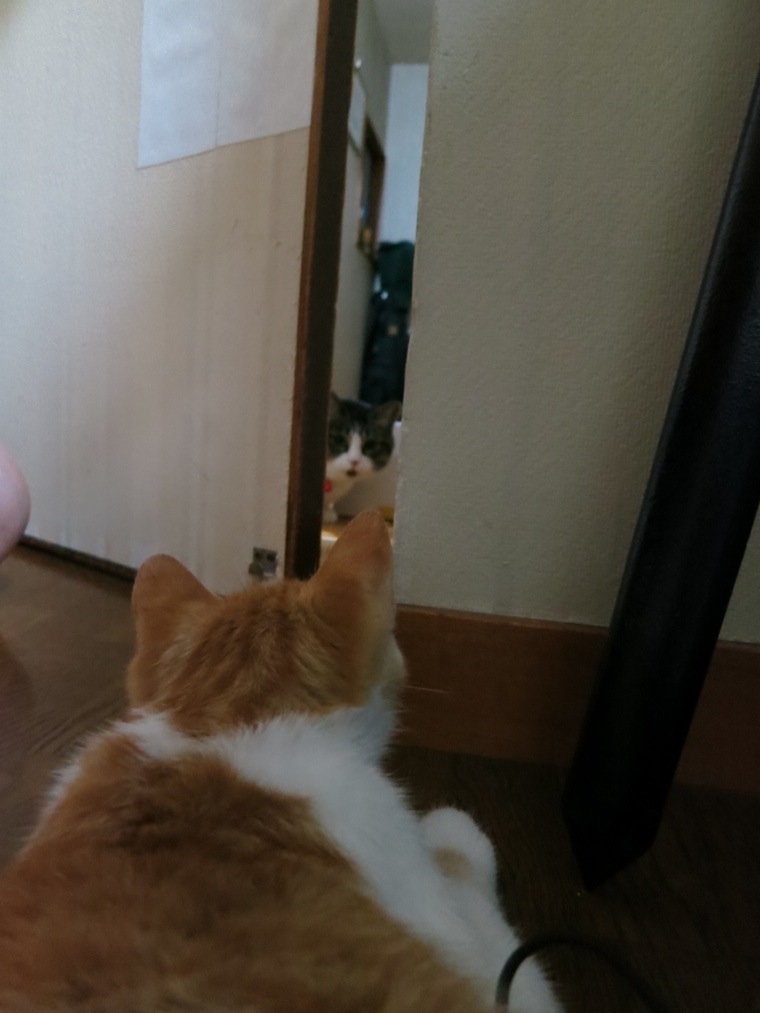 【猫】睨み合い?_f0141609_10473117.jpg