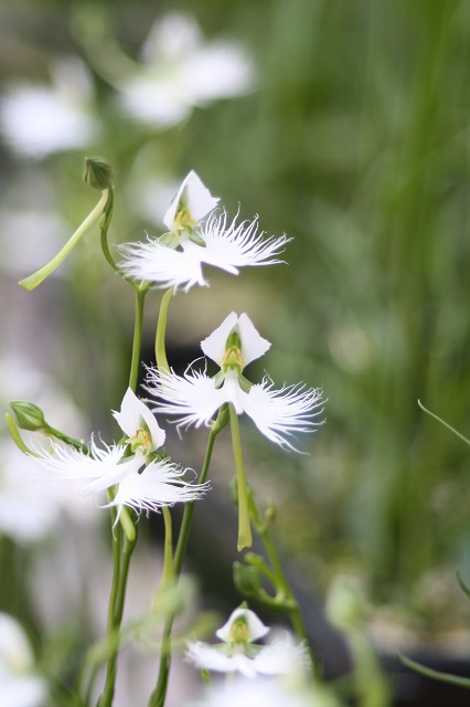 姫路市立手柄山温室植物園の花たち　_b0308915_953342.jpg