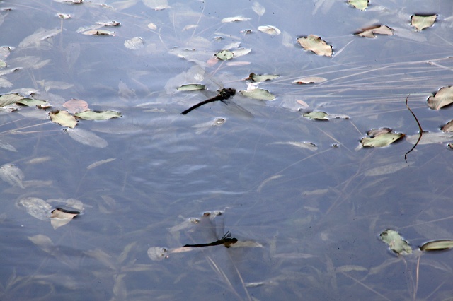 e0242721_943664.jpg