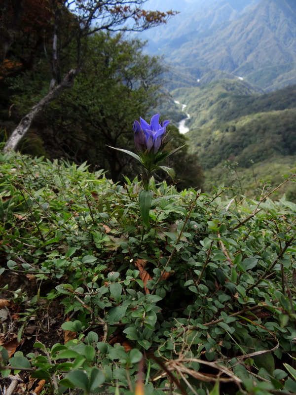 秋の山野草＠檜洞丸_c0085622_225228.jpg