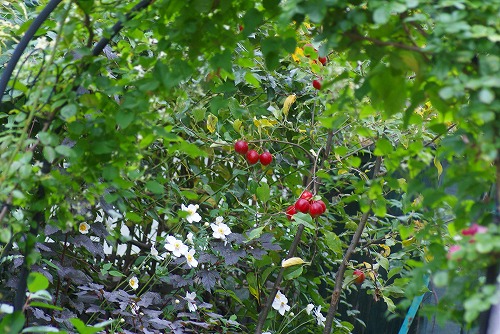 f0170524_12205657.jpg