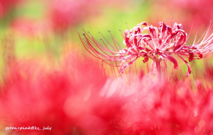 # 1009 / Red Spider Lily_b0181125_2154129.jpg