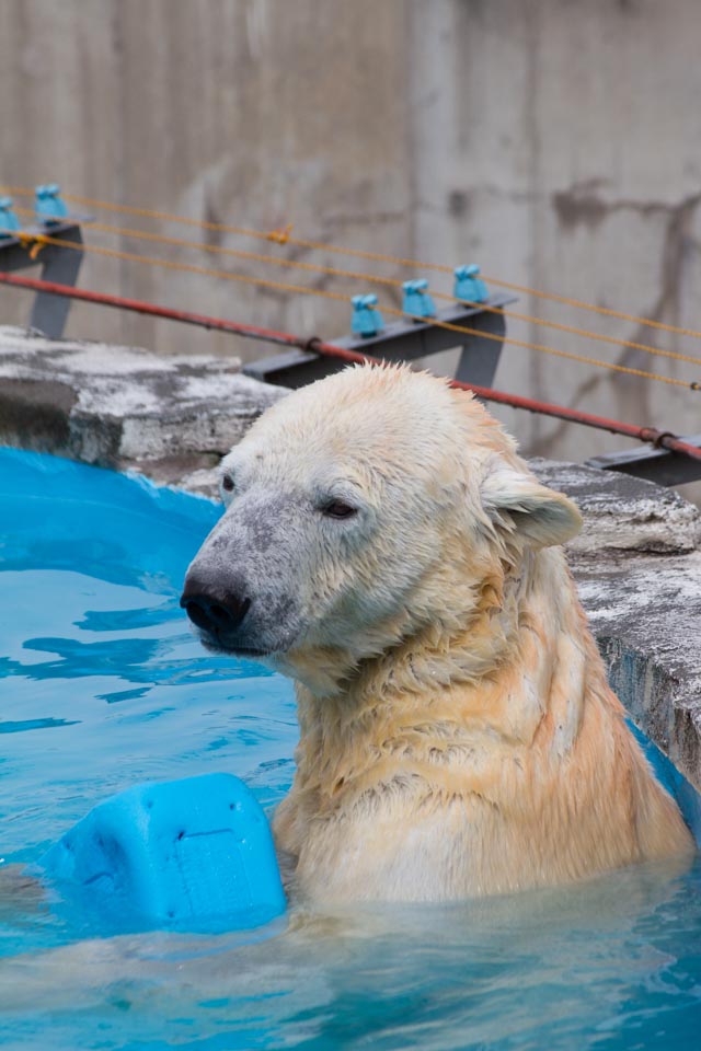 円山動物園 ホッキョクグマ記録79 ララ_a0016730_22374494.jpg