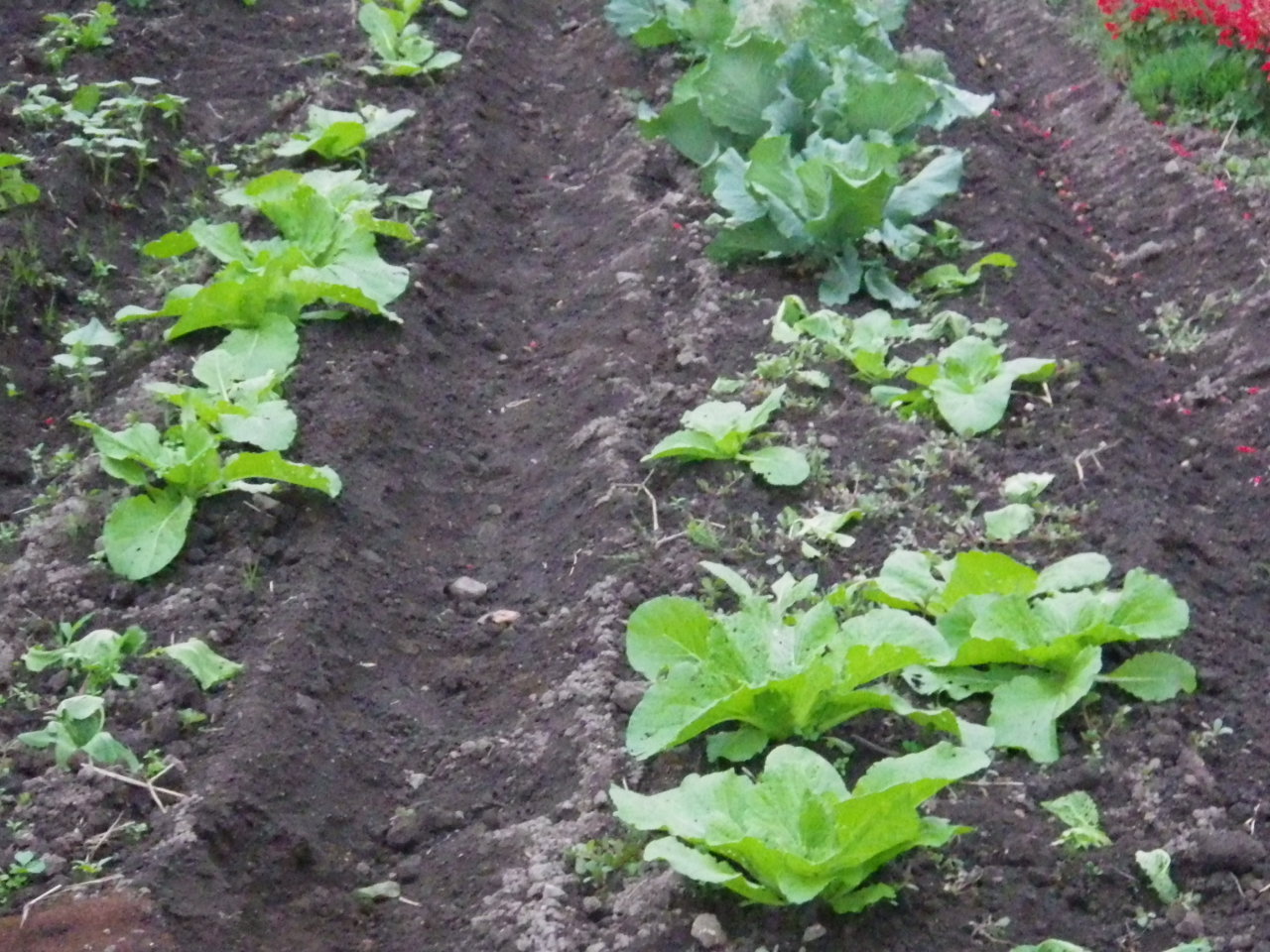 ほうれん草の間引き菜収穫。_c0300035_1938382.jpg