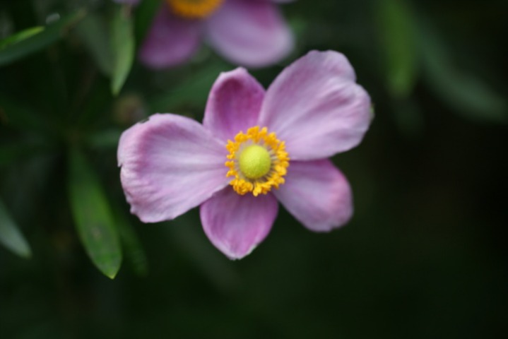 シュウメイギク（秋明菊）_b0042439_439326.jpg