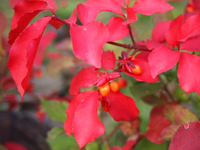 c0117239_8223457.jpg