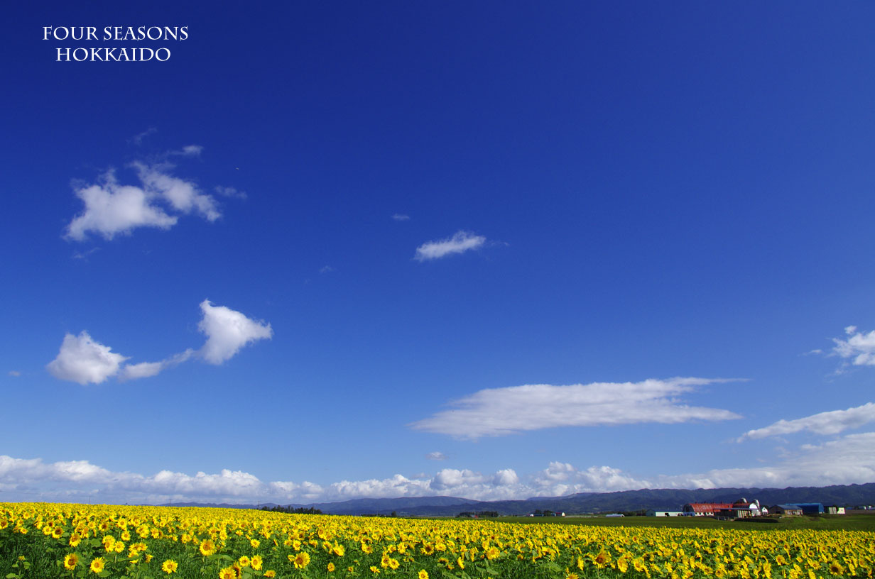 青空とひまわり畑 Ekkoの Four Seasons 北海道 青空とひまわり畑 Ekkoの Four Seasons 北海道