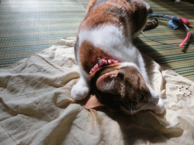 c0194042_1512810.gif