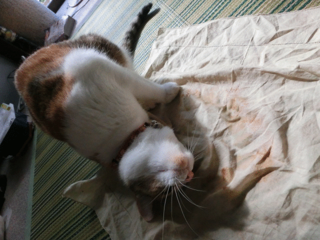 c0194042_1561418.gif