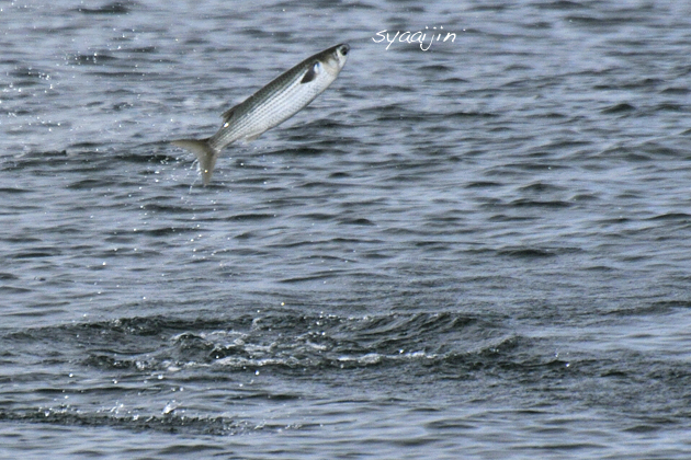 魚が空中飛行_d0251161_7264631.jpg