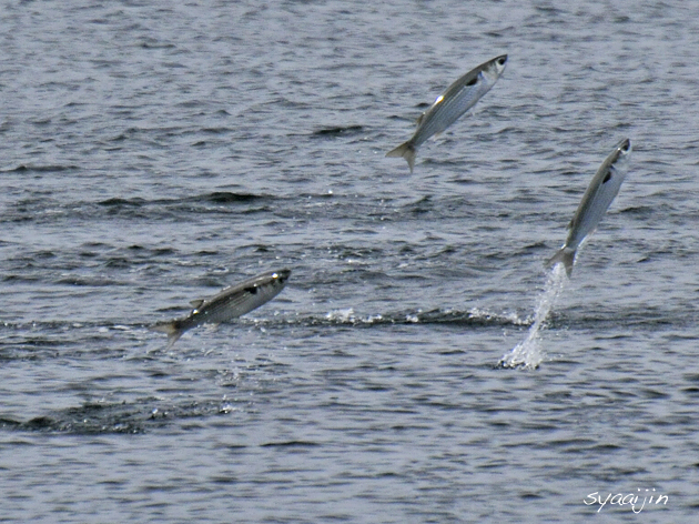 魚が空中飛行_d0251161_7281758.jpg