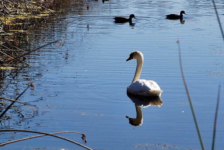 At Ellis Creek  #2 - Petaluma_a0126969_529085.jpg