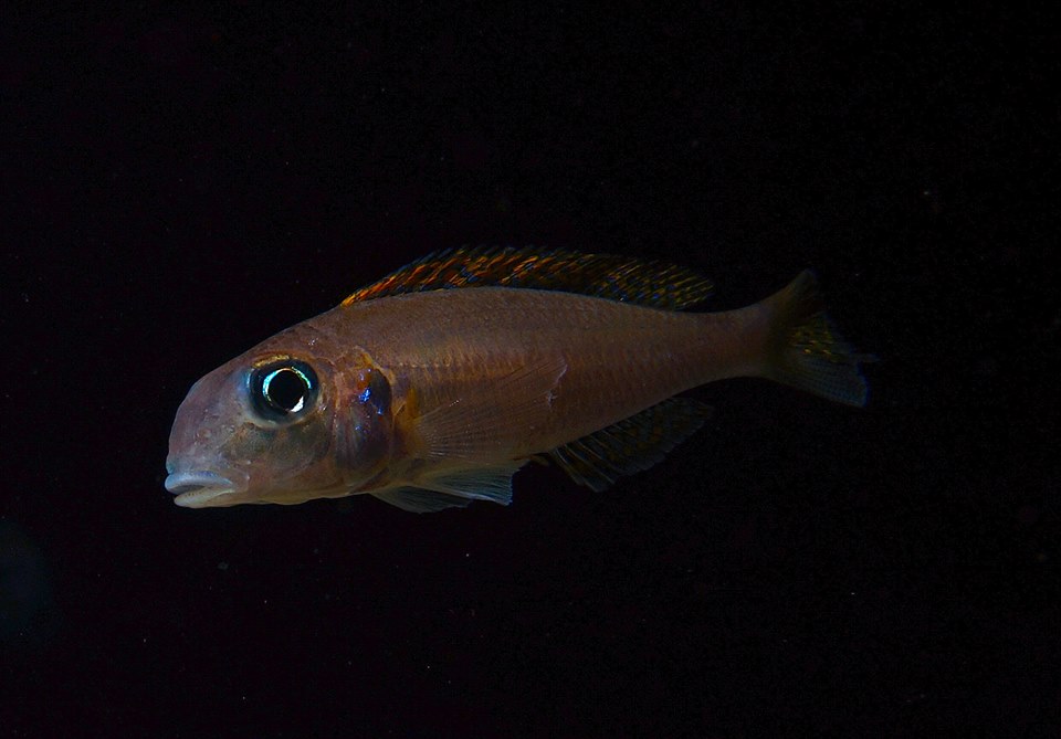 アフリカンシクリッド フロントーサ 日本初入荷産地 WILD9-10㎝