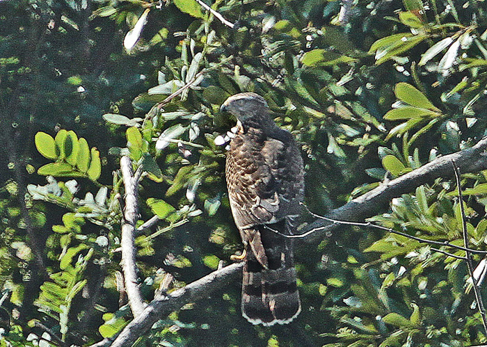 　　　　葛西臨海公園の野鳥　　　　25.10.10._a0086482_22455794.jpg